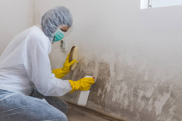 Best Asbestos and Lead Testing During Mold Inspection  in Citrus Heights, CA