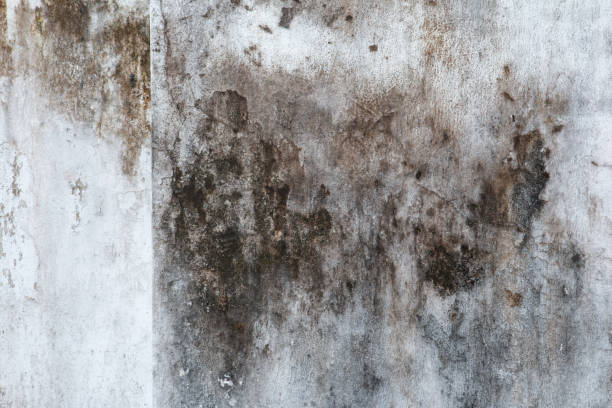Mold Odor Removal Services in Citrus Heights, CA