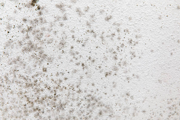 Best Air Quality Testing for Mold Spores  in Citrus Heights, CA